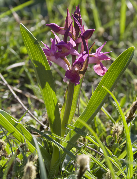 Orchidee dal Passo del Biscia.